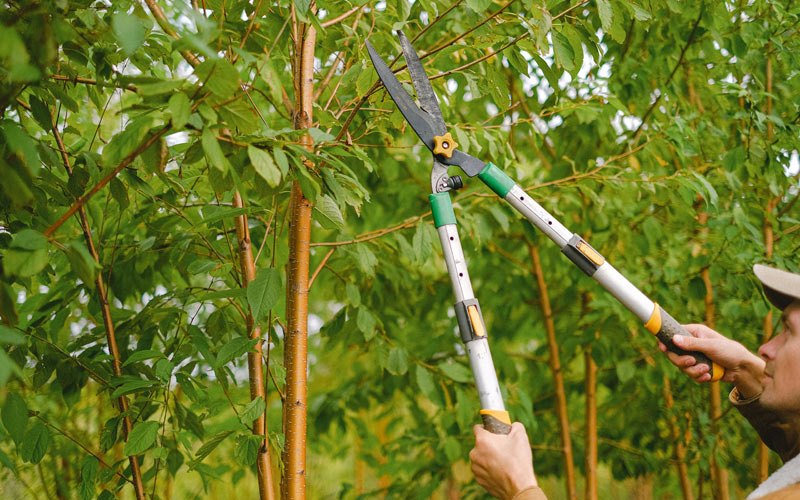 Tree trimming in Richlandtown, PA